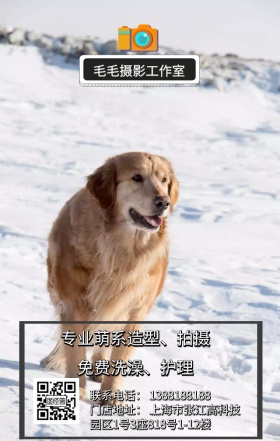 宠物摄影活动促销宣传日签