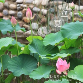 立夏清新叶子蜻蜓公众号配图