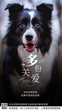 vip专享宠物流浪动物检查公益摄影图海报动物救助站流浪猫狗领养简约