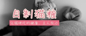 粉色简约宠物食品猫粮促销公众号封面