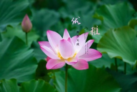 中国风水墨荷花海报