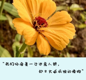 孤独的怪物桌子猫朋友圈封面