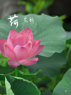 清新淡雅—荷花花苞