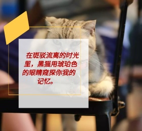 流离的时光里 黑猫的眼睛朋友圈封面