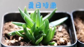 多肉植物多彩简约家居装饰公众号封面