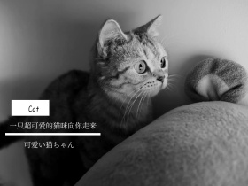 可爱猫咪萌宠简约公众号配图