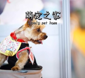 萌宠之家可爱绿色