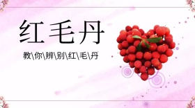水果类红毛丹红包公众号封面图