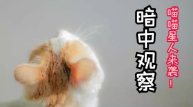 喵星人公众号封面