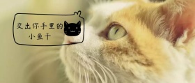 橘猫猫粮小鱼干摄影图片可爱公众号封面