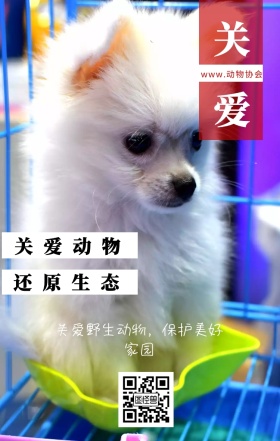 关爱 关爱动物 还原生态 www.动物协会 关爱野生动物，保护美好家园 保护动物公益宣传手机海报