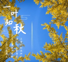 秋天简约一叶知秋朋友圈封面模版