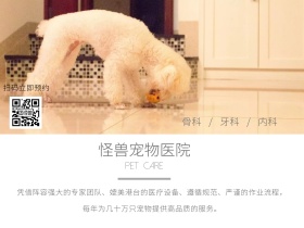 宠物医院公众号配图
