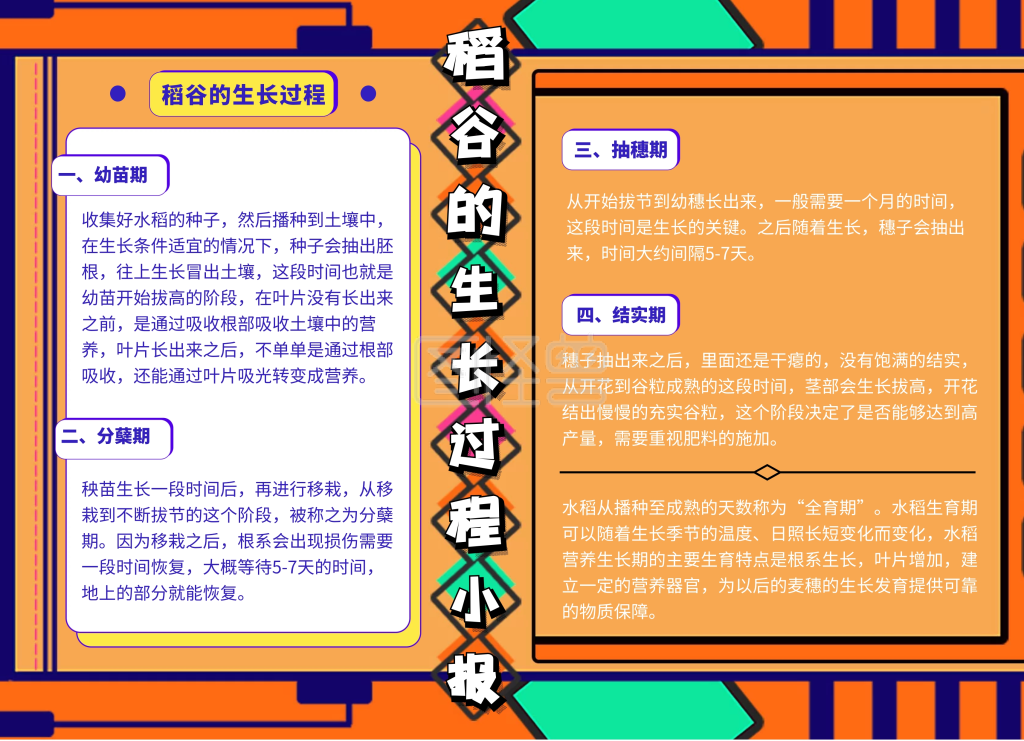 稻谷的生长过程手抄报黄色简约大气