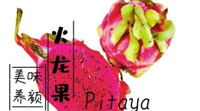 火龙果简约创意宣传公众号模版