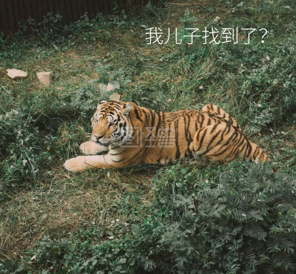 搞笑惊讶老虎我儿子找到了朋友圈封面