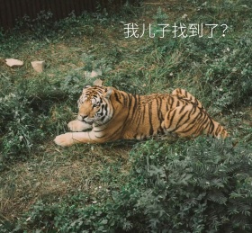 搞笑惊讶老虎我儿子找到了朋友圈封面
