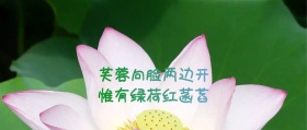 荷花绿色公众号封面