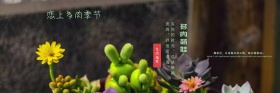 多肉节