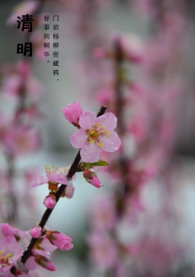 清明节清新海报