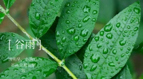 清明后谷雨绿色清新叶子自然公众号封面