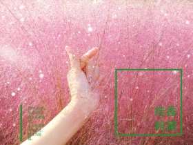 桂花粉黛子秋天身边美景