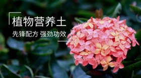 营养土简约植物公众号封面模版