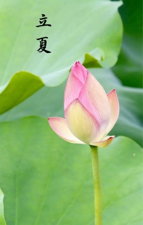 立夏治愈简约清新手绘海报