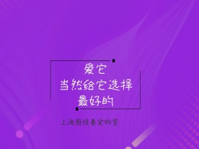 宠物室公众号横版配图