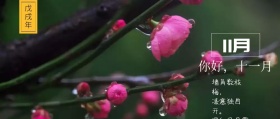 11月你好公众号封面