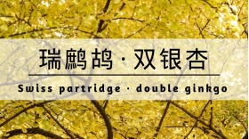 银杏树林黄色落叶树干公众号封面模版