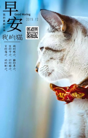 猫咪 日签