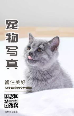 宠物摄影宠物写真日签