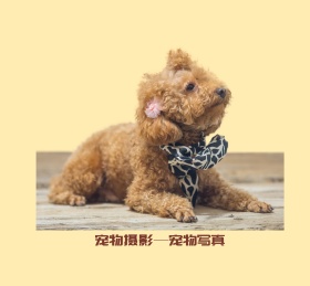 宠物摄影宠物写真朋友圈封面