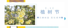 植树节 3.12 万棵树苗 茁壮成林 植树节