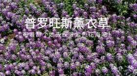 薰衣草红包公众号封面
