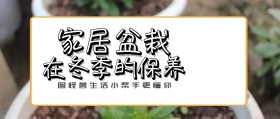 家居盆栽冬季植物卡通绿色背景公众号封面