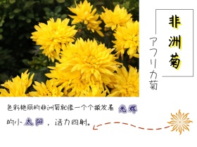 非洲菊简约白色横版配图