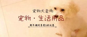 宠物公众号封面