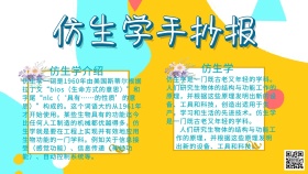 仿生学手抄报蓝色简约