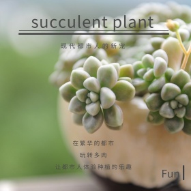 绿色摄影多肉促销情感公众号正方形配图