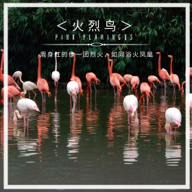 紫色摄影时尚火烈鸟公众号配图