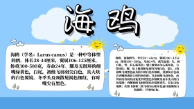 简约紫色太阳海鸥手抄报