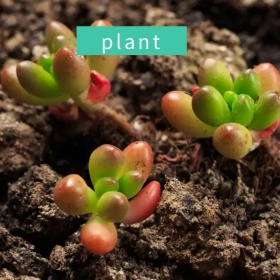绿色植物叶子手机微博封面模板