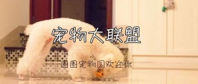 宠物大联盟公众号封面