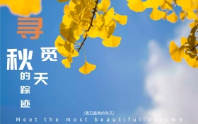 清新唯美芦苇寻觅秋天的踪迹海报设计