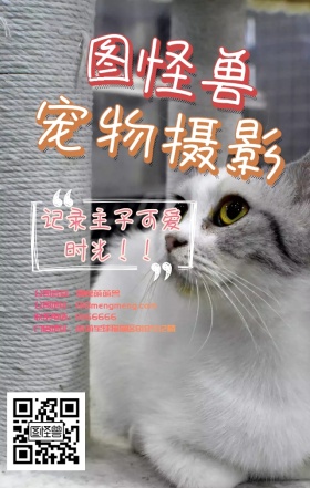 宠物摄影可爱狗鞋子促销粉红手机营销海报