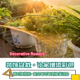 室内装饰植物盆栽创意简约淘宝主图