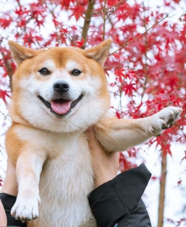 呆萌柴犬iwatch表盘背景