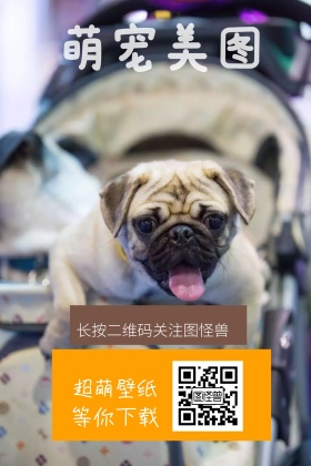 萌宠美图猫咪壁纸黄色可爱公众号配图